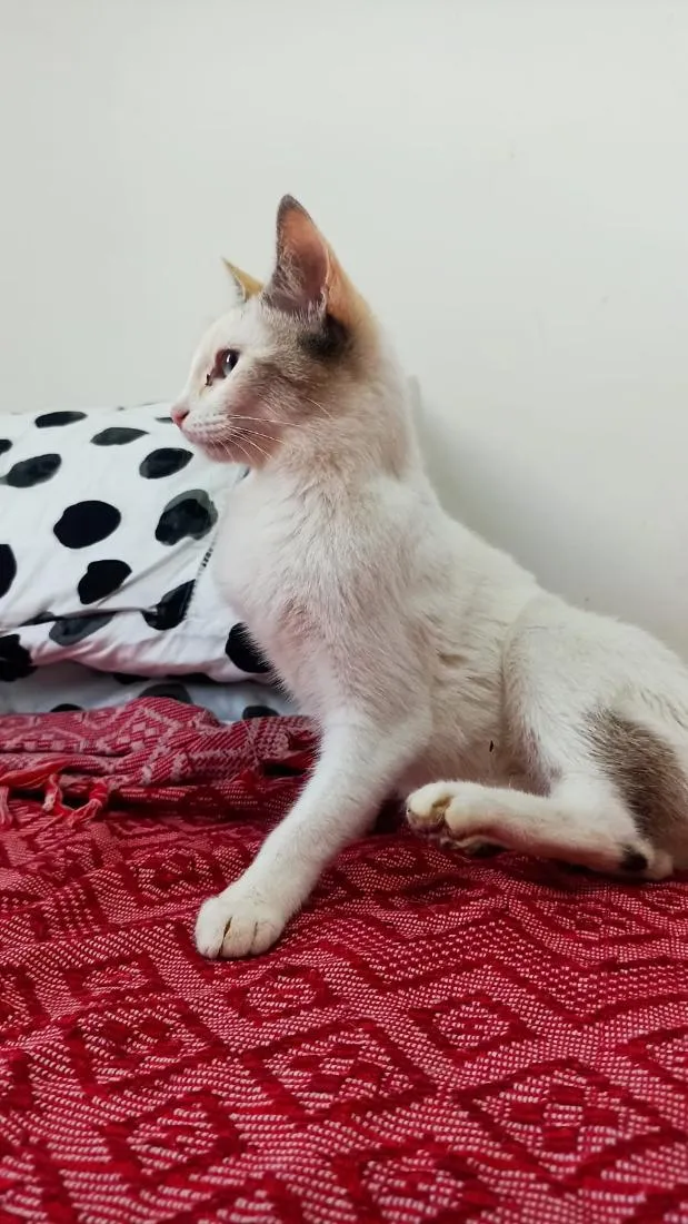 Gato raça SRD-ViraLata idade 7 a 11 meses nome lua é sol