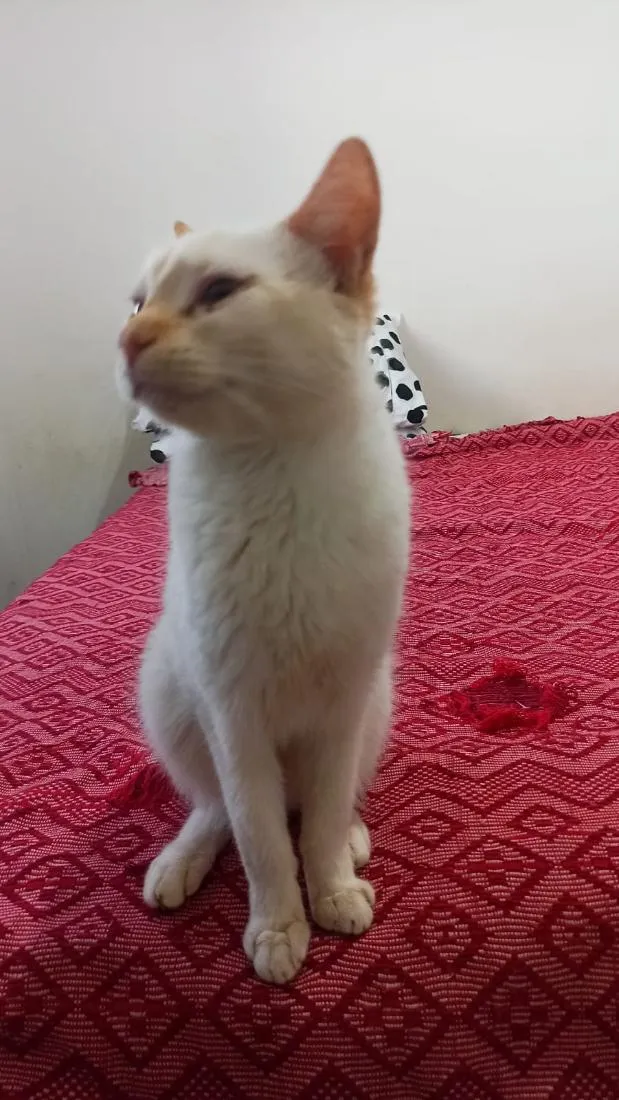 Gato raça SRD-ViraLata idade 7 a 11 meses nome lua é sol