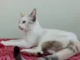 lua é sol