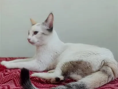Gato raça SRD-ViraLata idade 7 a 11 meses nome lua é sol