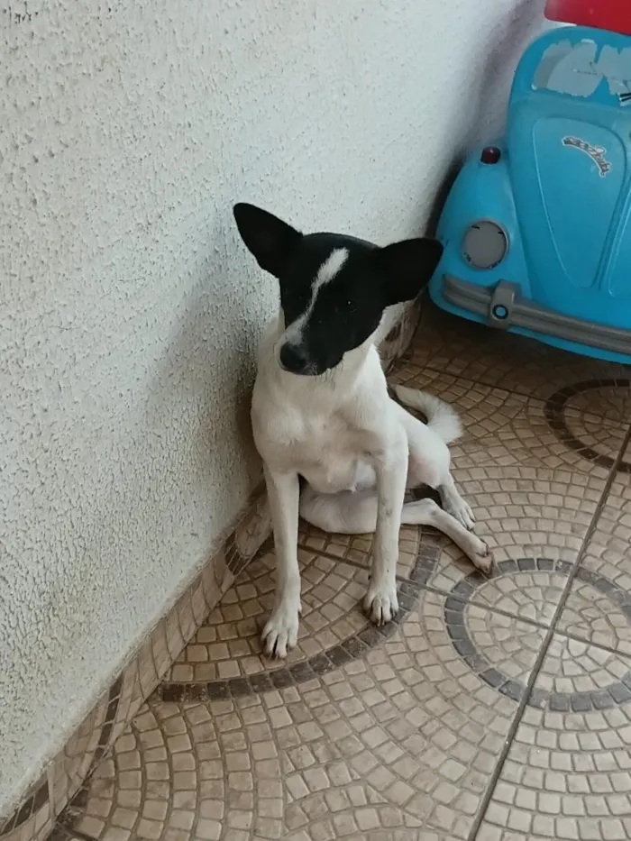 Cachorro raça SRD-ViraLata idade 7 a 11 meses nome nao tem nome 