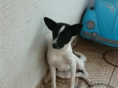 Cachorro raça SRD-ViraLata idade 7 a 11 meses nome nao tem nome 