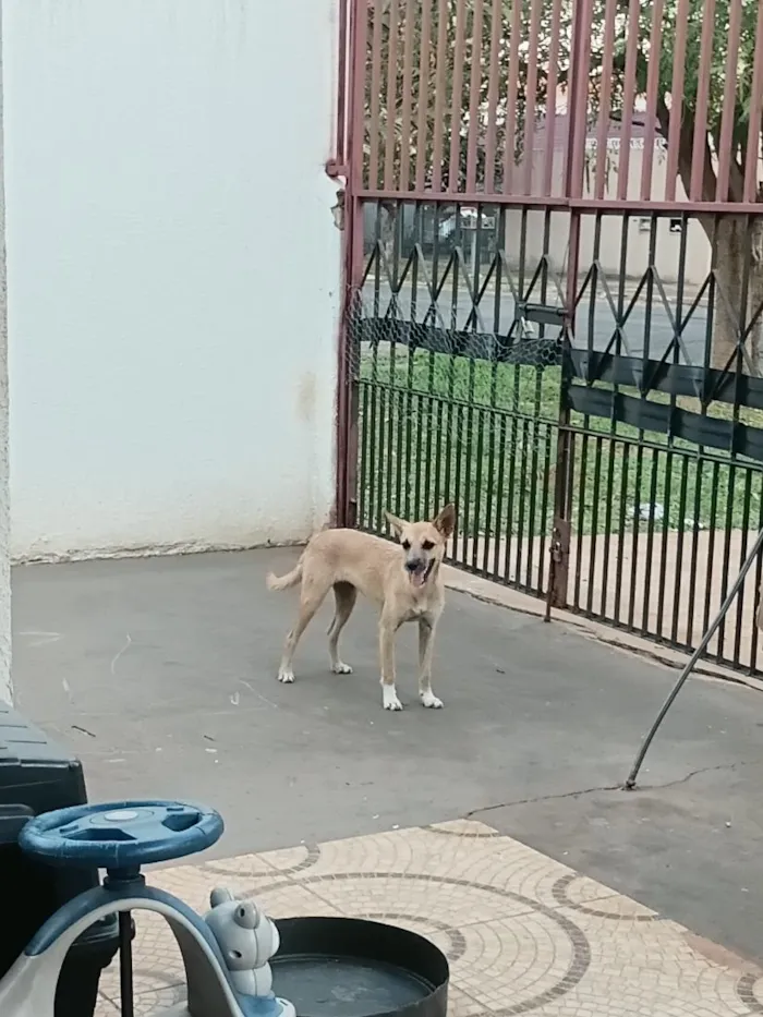 Cachorro raça SRD-ViraLata idade 1 ano nome nutella