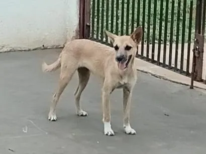 Cachorro raça SRD-ViraLata idade 1 ano nome nutella