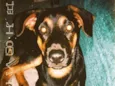 Ares