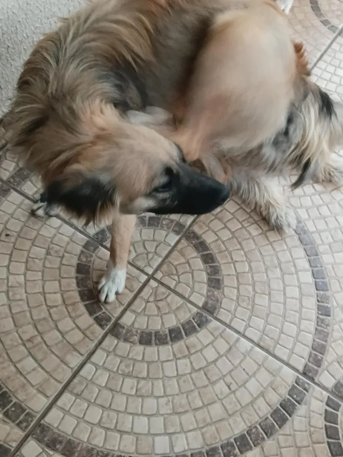 Cachorro raça SRD-ViraLata idade 2 anos nome aurora