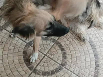 Cachorro raça SRD-ViraLata idade 2 anos nome aurora