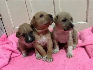 Cachorro raça SRD-ViraLata idade Abaixo de 2 meses nome Bebês 