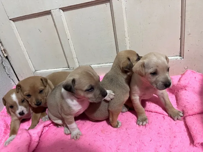 Cachorro raça SRD-ViraLata idade Abaixo de 2 meses nome Bebezinhas 