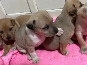 Cachorro raça SRD-ViraLata idade Abaixo de 2 meses nome Bebezinhas 