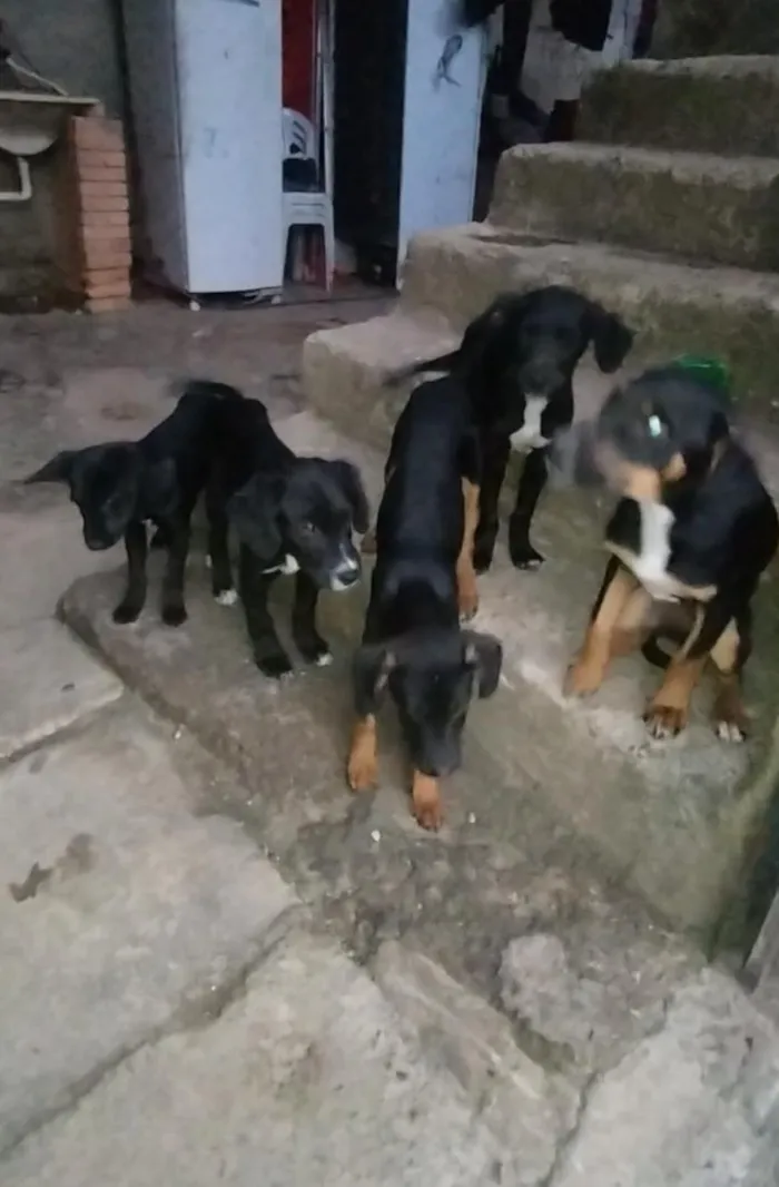 Cachorro raça SRD-ViraLata idade 2 a 6 meses nome Adota-se