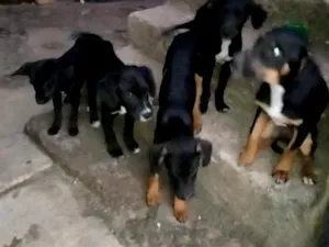 Cachorro raça SRD-ViraLata idade 2 a 6 meses nome Adota-se