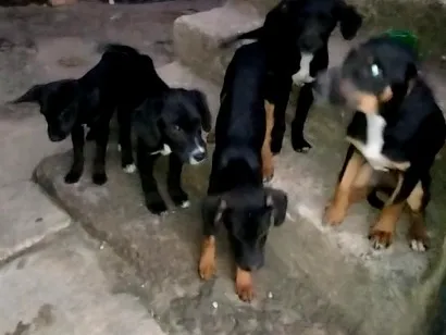 Cachorro raça SRD-ViraLata idade 2 a 6 meses nome Adota-se