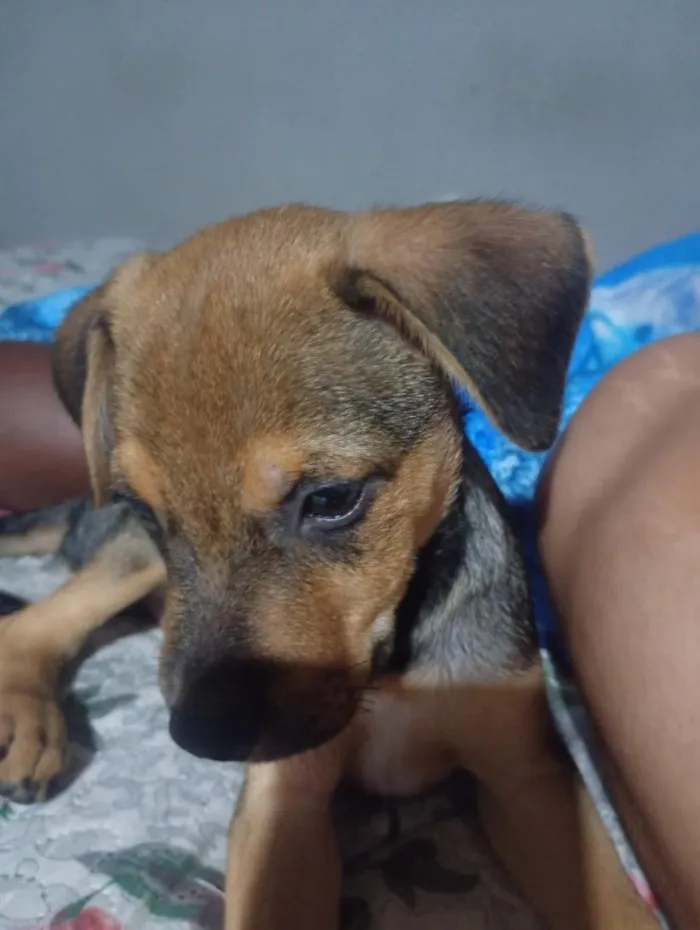 Cachorro raça SRD-ViraLata idade 2 a 6 meses nome Odysseu 
