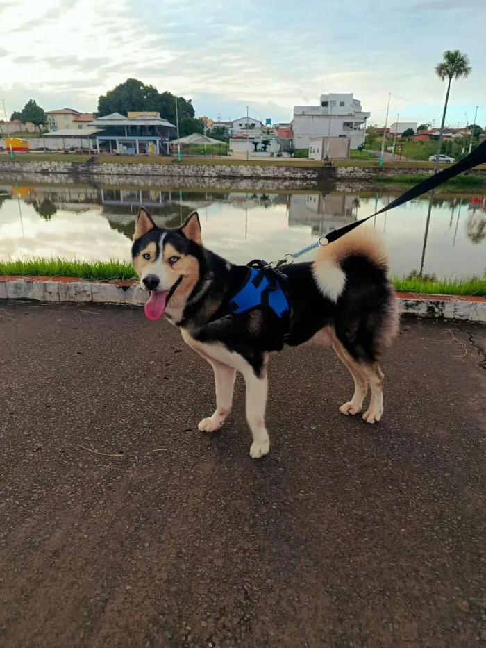 Cachorro raça Husky Siberiano idade 4 anos nome Max