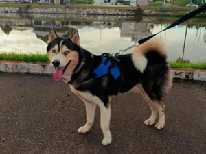 Cachorro raça Husky Siberiano idade 4 anos nome Max