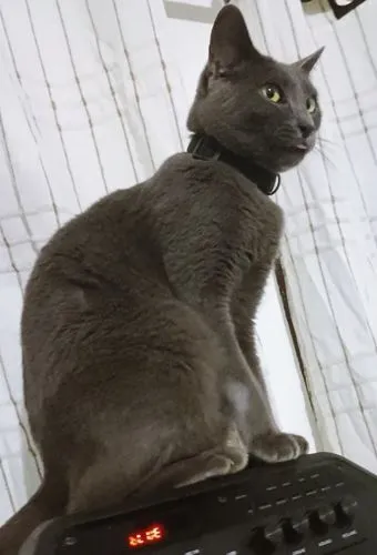 Gato raça SRD-ViraLata idade 2 anos nome MARIA BLUE