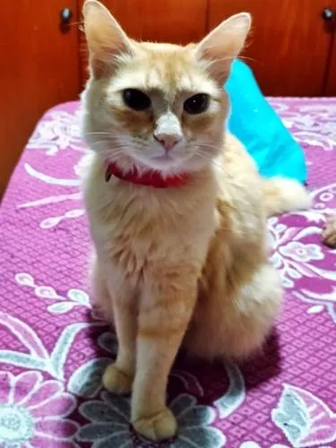 Gato raça SRD-ViraLata idade 1 ano nome MARIA LARANJA