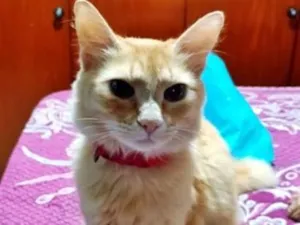 Gato raça SRD-ViraLata idade 1 ano nome MARIA LARANJA
