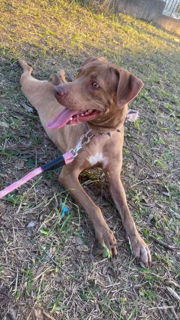 Cachorro raça SRD-ViraLata idade 3 anos nome Maia