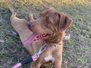 Cachorro raça SRD-ViraLata idade 3 anos nome Maia