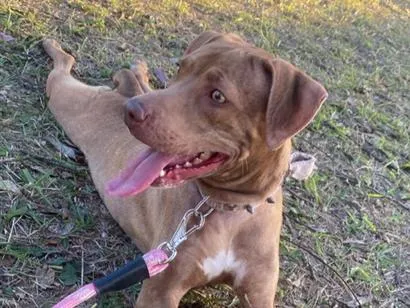 Cachorro raça SRD-ViraLata idade 3 anos nome Maia