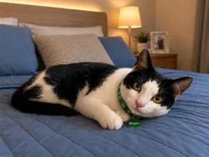 Gato raça SRD-ViraLata idade 7 a 11 meses nome Bento