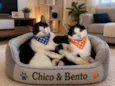 Bento