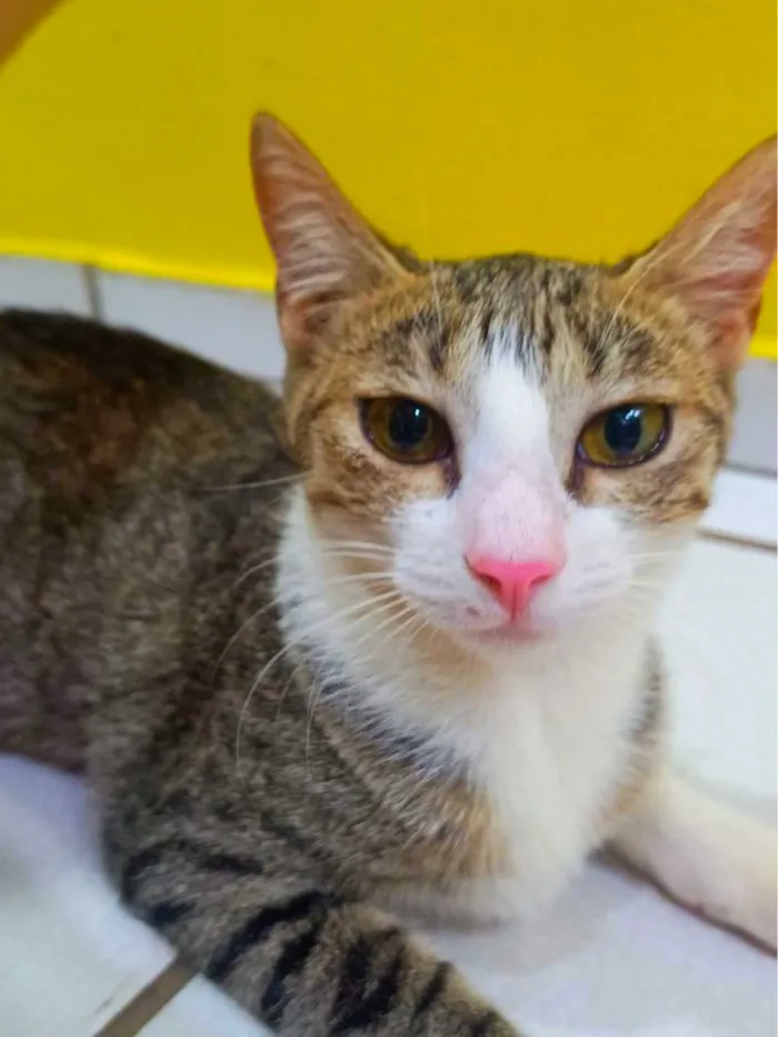 Gato raça SRD-ViraLata idade 7 a 11 meses nome Tigresa