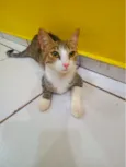 Tigresa