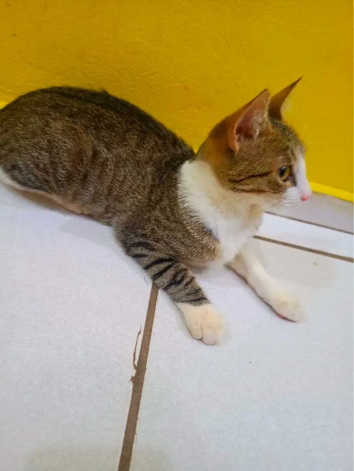 Gato raça SRD-ViraLata idade 7 a 11 meses nome Tigresa