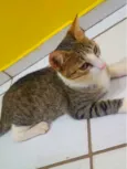 Tigresa