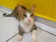 Tigresa