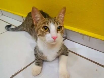 Gato raça SRD-ViraLata idade 7 a 11 meses nome Tigresa