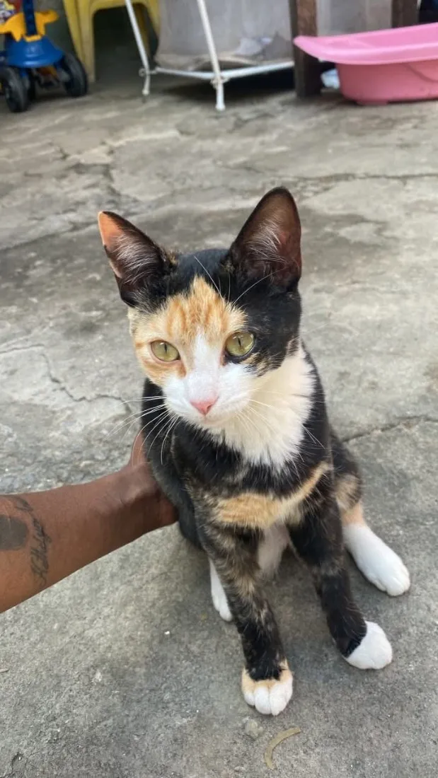 Gato raça SRD-ViraLata idade 2 a 6 meses nome Mine 