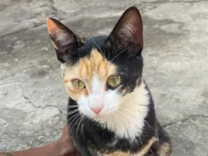 Gato raça SRD-ViraLata idade 2 a 6 meses nome Mine 