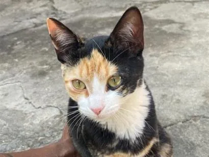 Gato raça SRD-ViraLata idade 2 a 6 meses nome Mine 