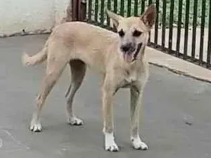 Cachorro raça SRD-ViraLata idade 1 ano nome nutella