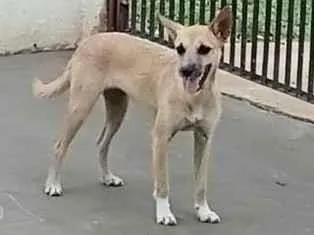 Cachorro raça SRD-ViraLata idade 1 ano nome nutella