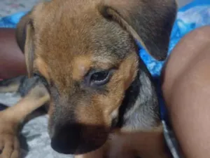 Cachorro raça SRD-ViraLata idade 2 a 6 meses nome Odysseu 