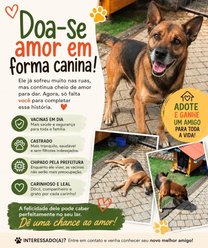 Cachorro raça Pastor Alemão idade 3 anos nome Dono da Rua