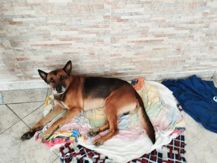 Cachorro raça Pastor Alemão idade 3 anos nome Dono da Rua