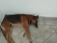 Dono da Rua