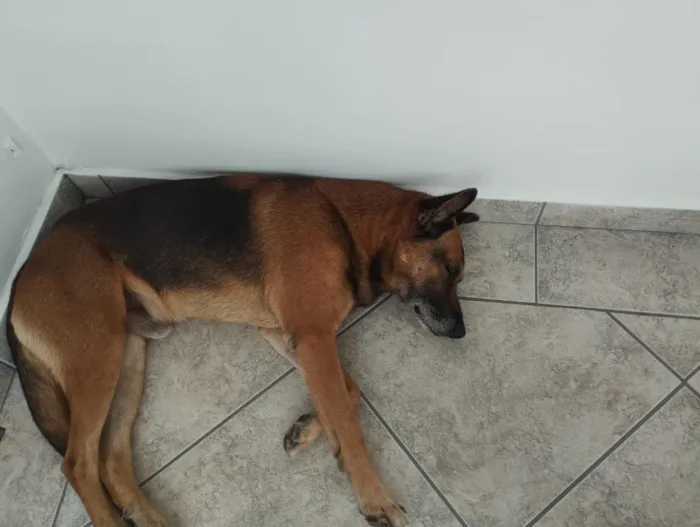 Cachorro raça Pastor Alemão idade 3 anos nome Dono da Rua
