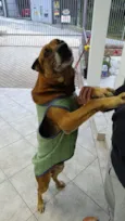 Dono da Rua