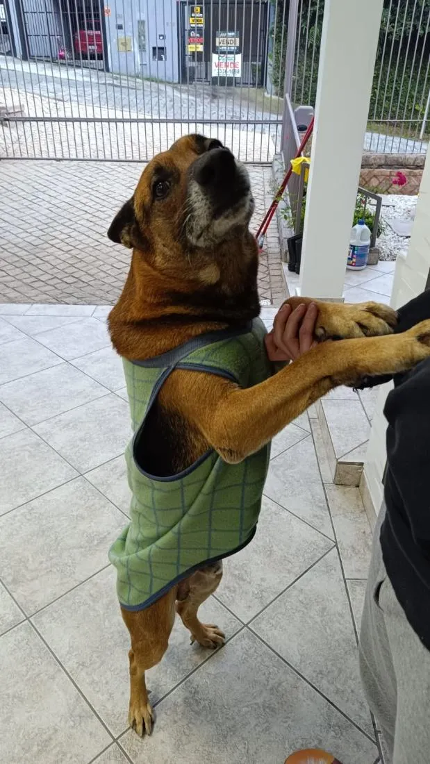 Cachorro raça Pastor Alemão idade 3 anos nome Dono da Rua
