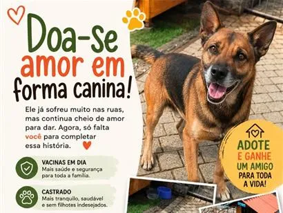 Cachorro raça Pastor Alemão idade 3 anos nome Dono da Rua
