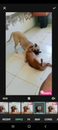 Bob e Safira 