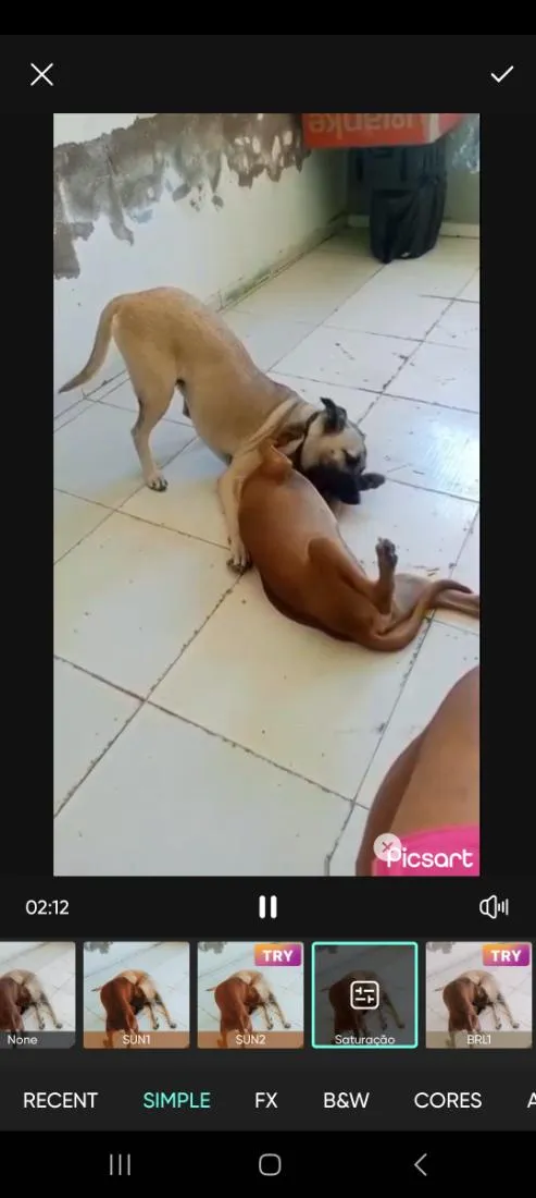 Cachorro raça SRD-ViraLata idade 6 ou mais anos nome Bob e Safira 