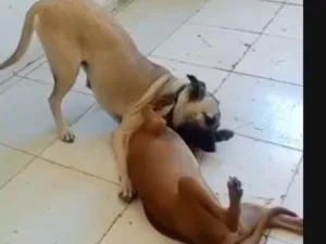 Cachorro raça SRD-ViraLata idade 6 ou mais anos nome Bob e Safira 